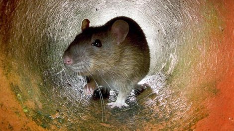 Patkányirtás nyáron? Rágcsáló fertőzések a forróságban