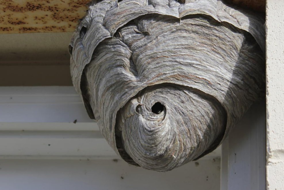 Hogyan végezzük a darázsirtást biztonságosan és hatékonyan?